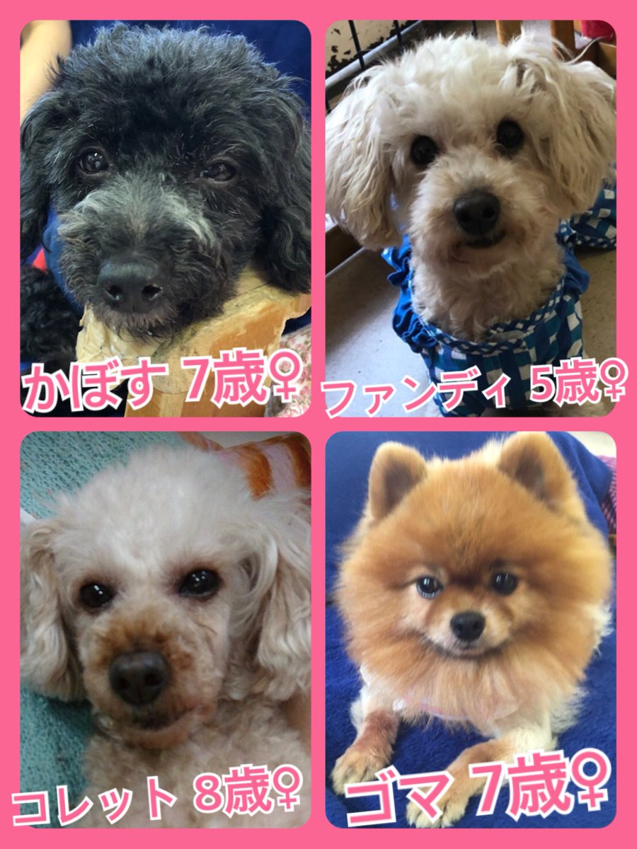 🐾今日の里親様募集中ワンコ🐶メンバーです🐾2019,6,7